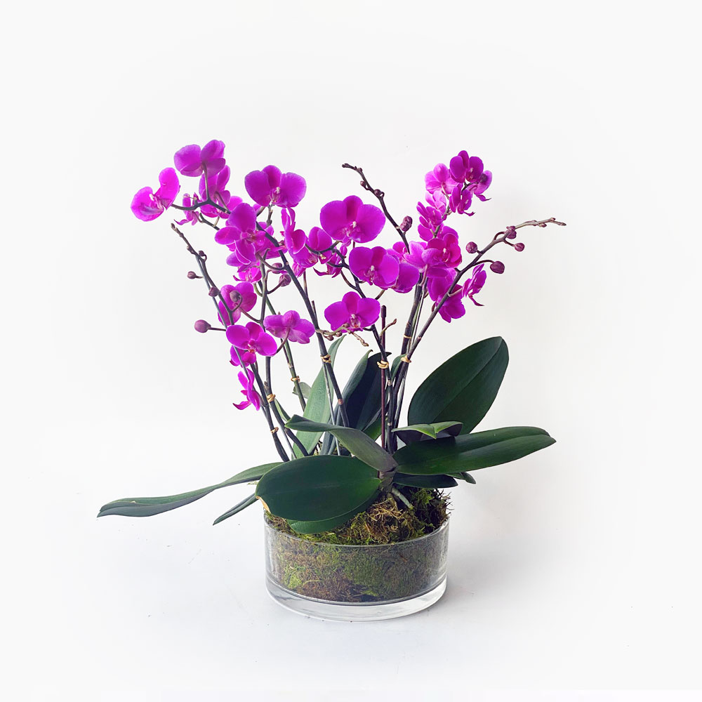 Singapore-Jewel-Orchid-Glass-Pot